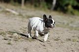 BOULEDOGUE FRANCAIS 194